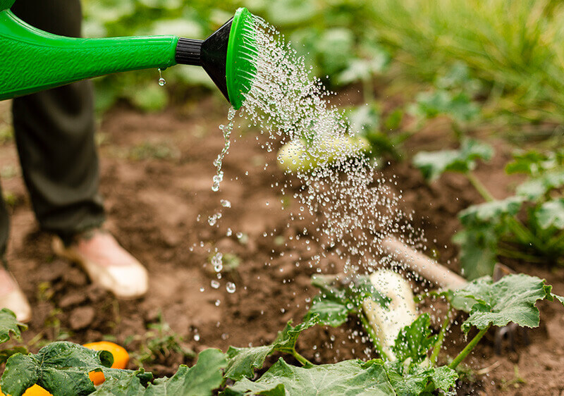 Empowering Growth: JJMP Agro & Forestry LLP's Impact on Rural Communities Empowering Growth: JJMP Agro & Forestry LLP's Impact on Rural Communities