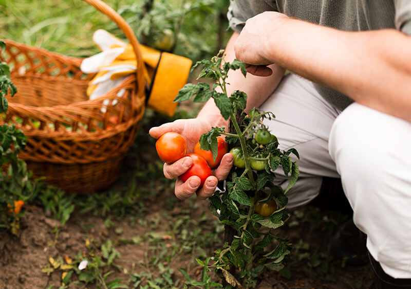 Exploring the Sustainable Practices of JJMP Agro & Forestry LLP Exploring the Sustainable Practices of JJMP Agro & Forestry LLP